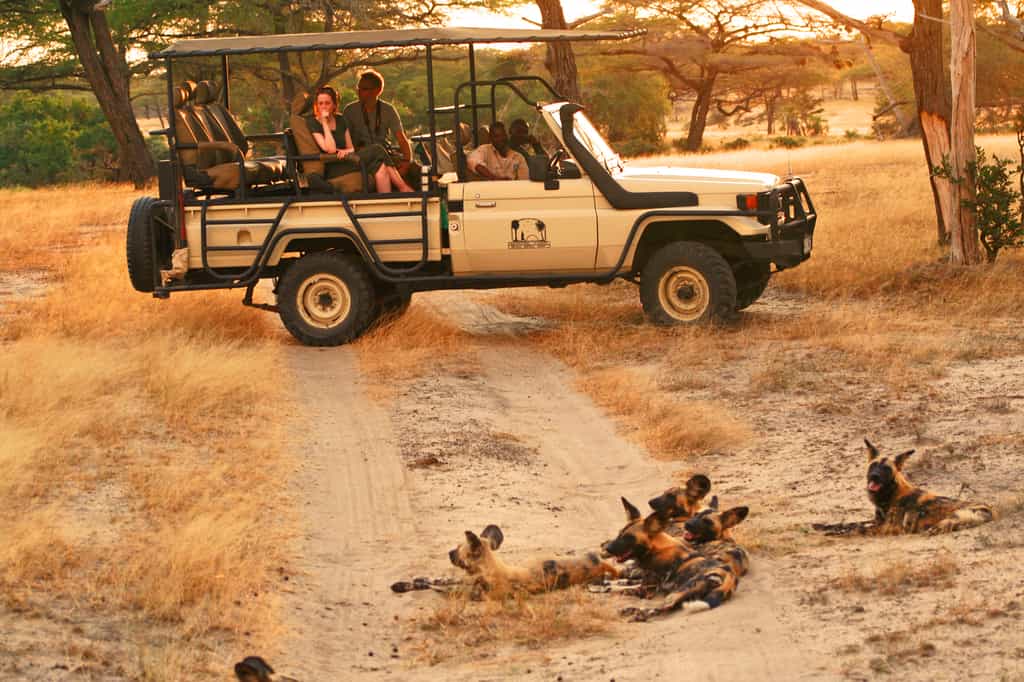 Wild dogs spotted on a game drive.