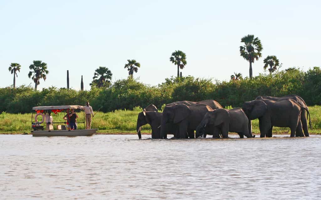 Elephants crossing the Rufiji in front of a Selous Impala boat