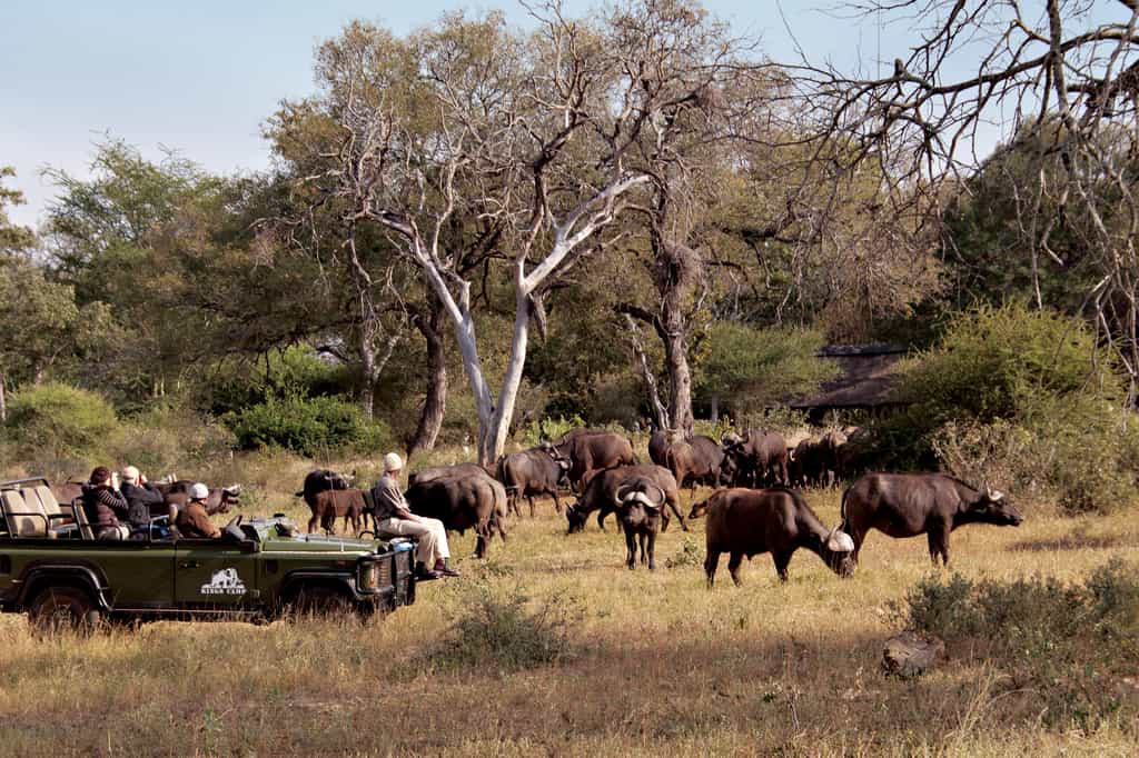 Herd of Buffalo at Kings Camp