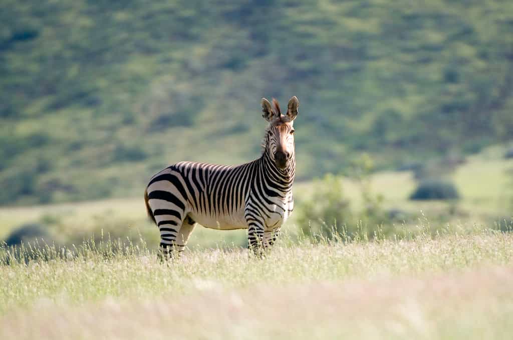 Hartmann's Mountain Zebra