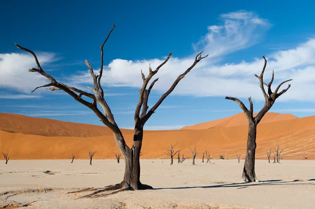 Dead Vlei