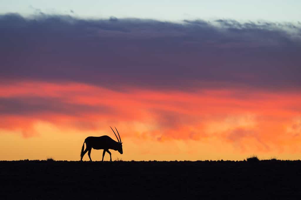 Gemsbok sunset