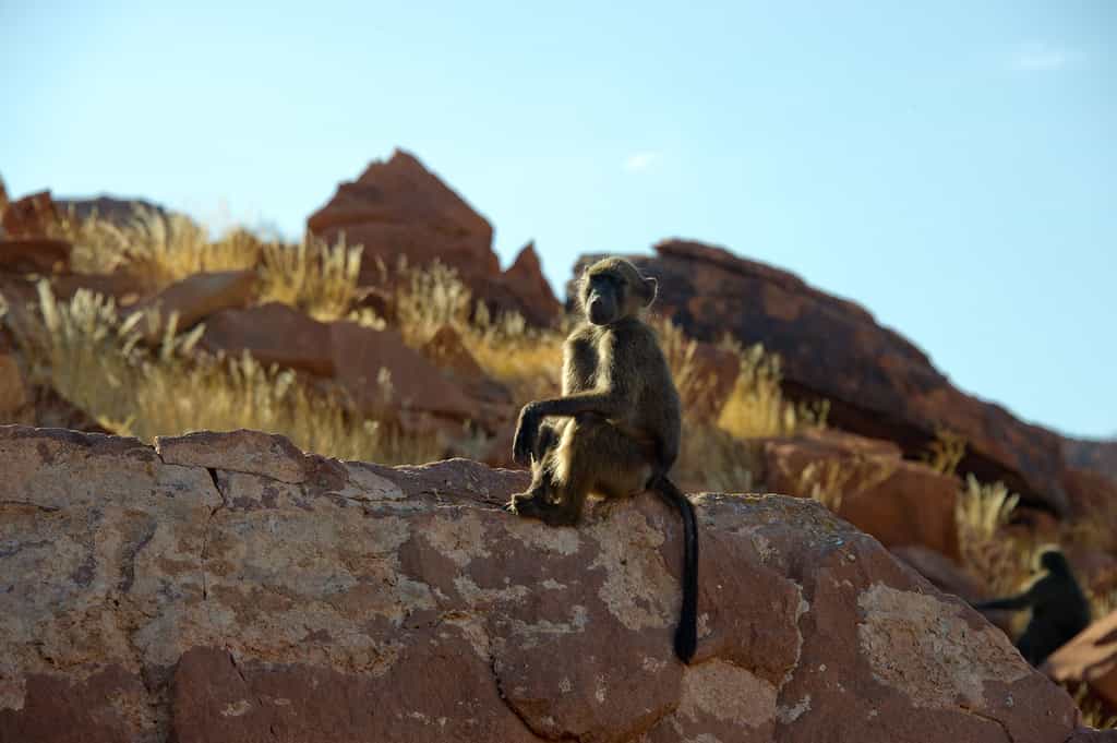 Chacma Baboon