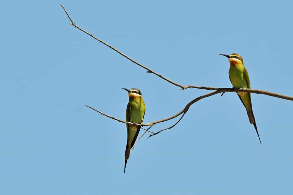 Olive Bee-Eaters