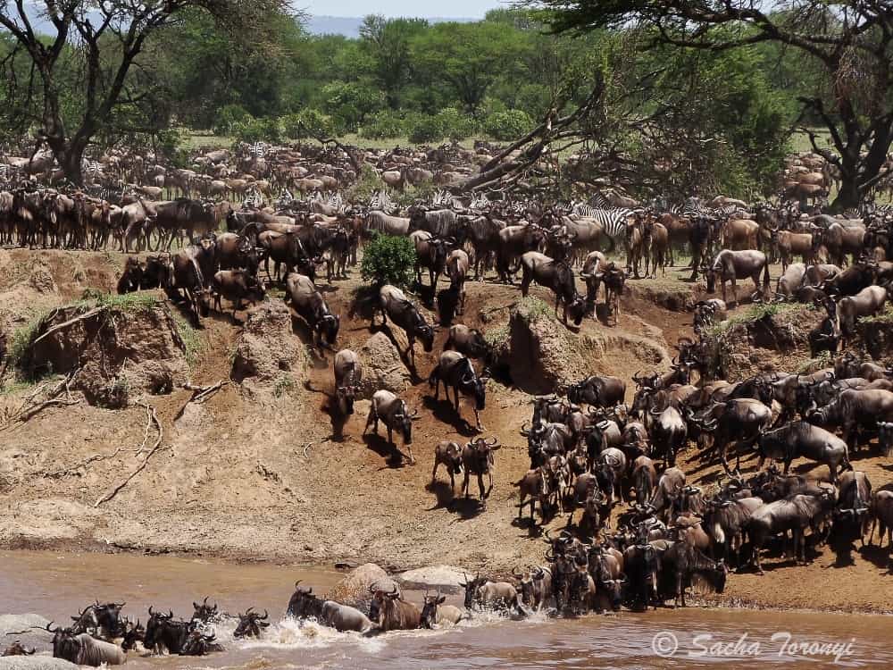 Between July and October, the migration arrives in dramatic style.  Lamai is just a 30minute game drive from this.