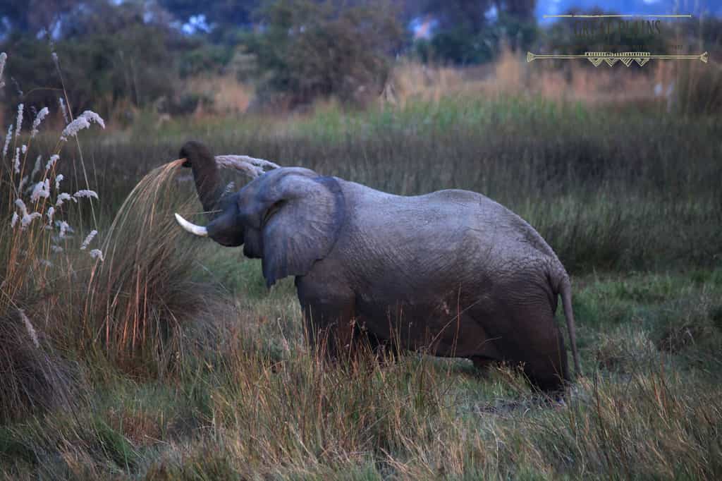 Elephant at Duba