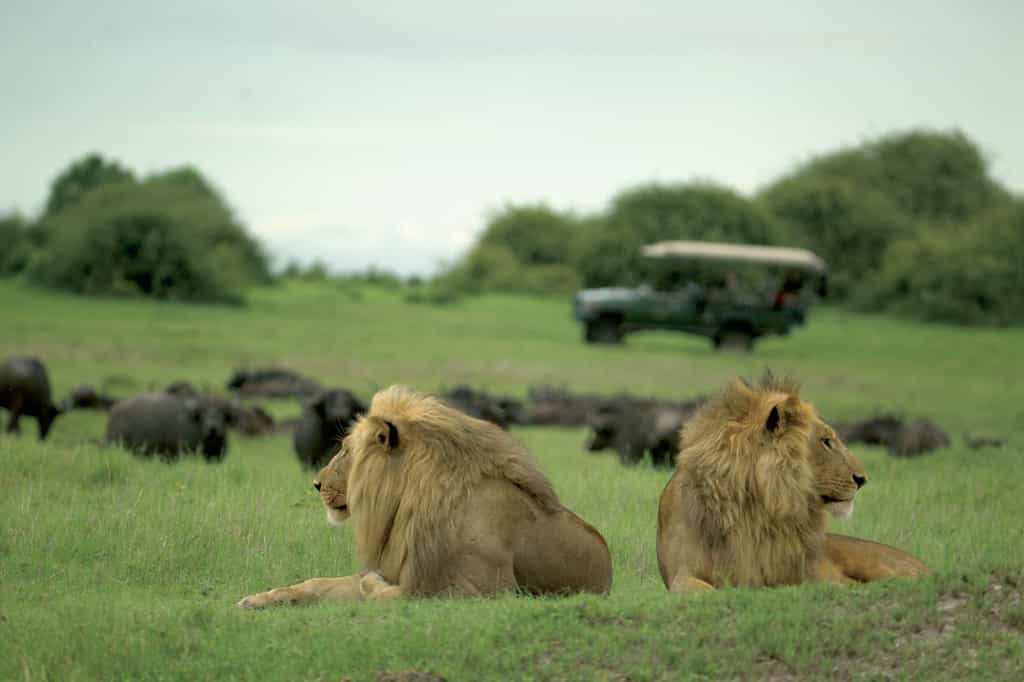 Duba Game Drive