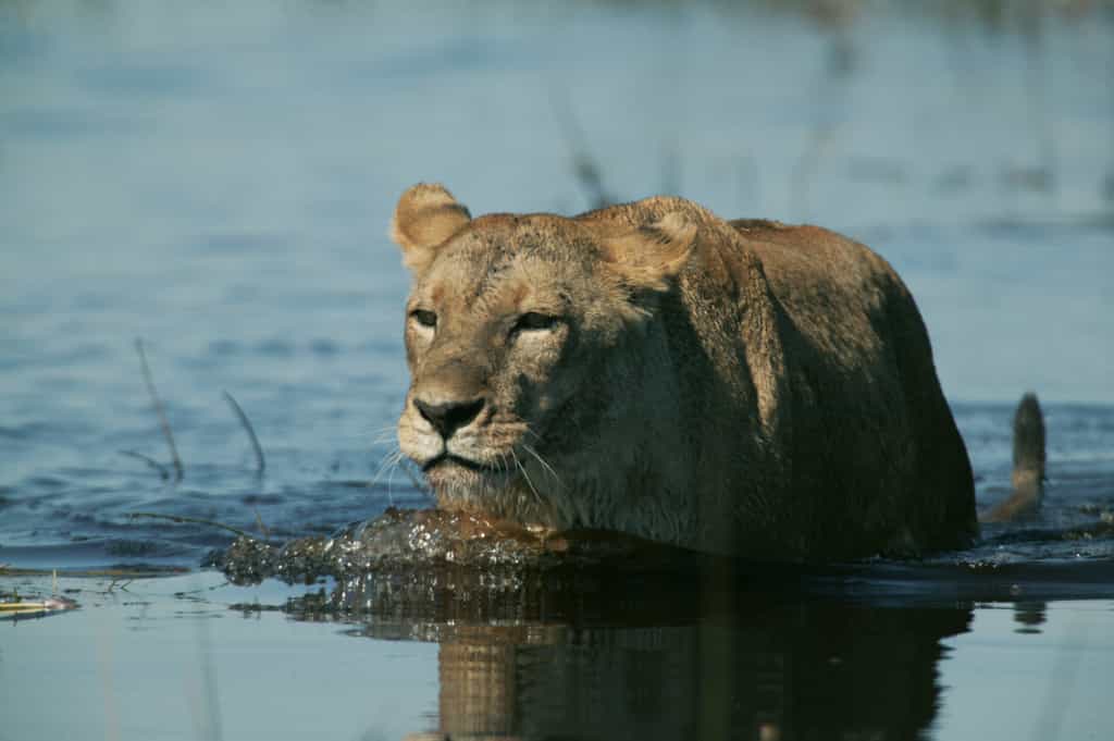 Duba Lioness Wading through the Flood