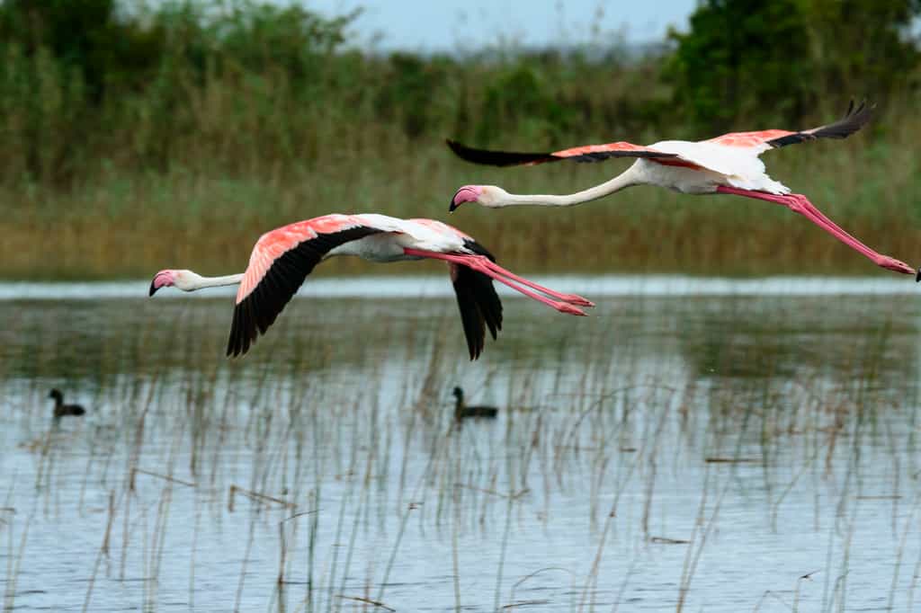 Excellent birding opportunities