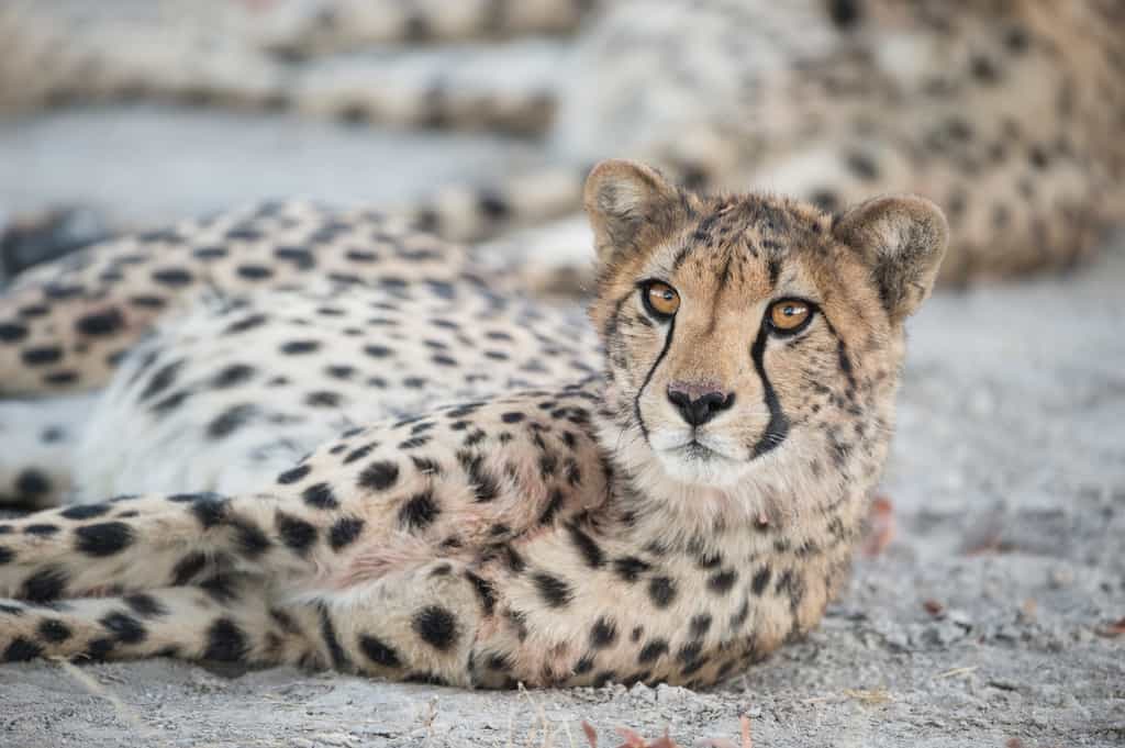 Private Game Reserve experience