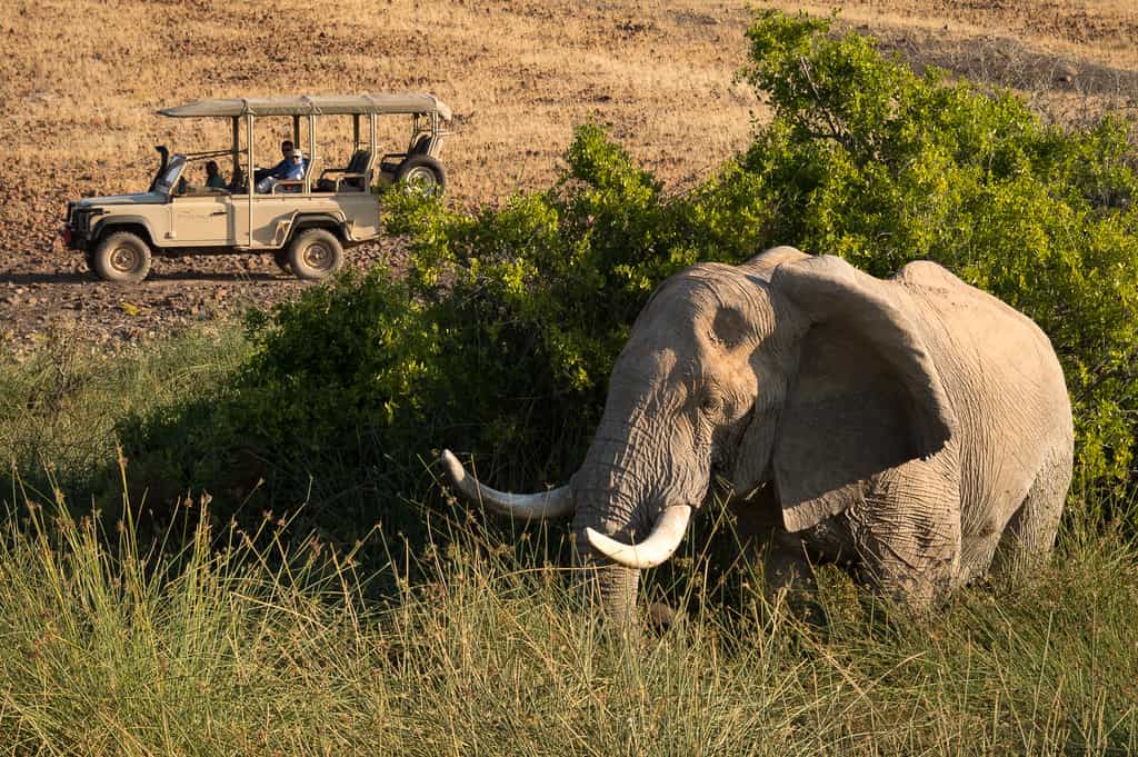 Elephant on a game drive