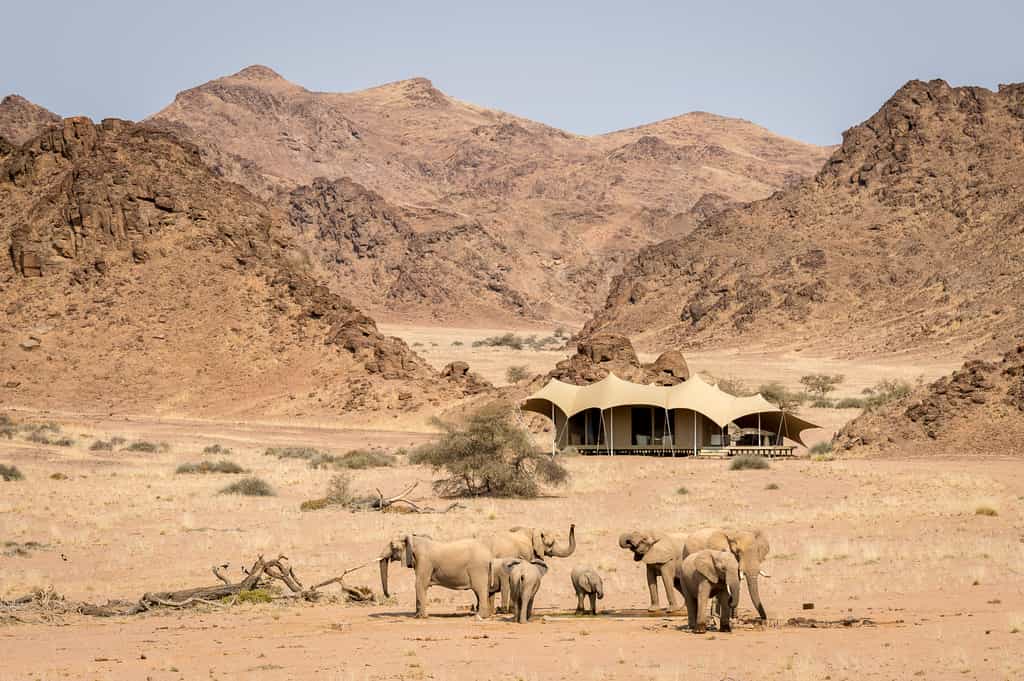 Elephant gather to drink at Hoanib