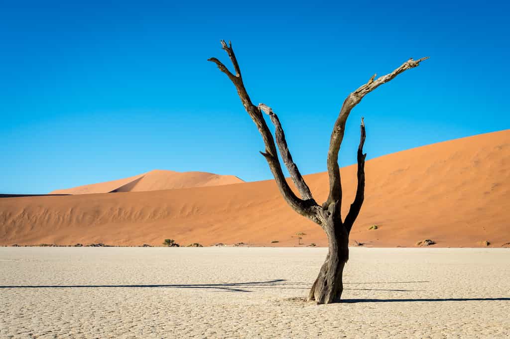 Dead Vlei