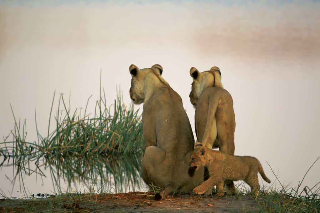 Lions along the Spillway