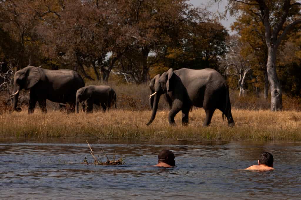 One of the more adventurous activities guests can do is swim in the Selinda Spillway and watch the wildlife walk by