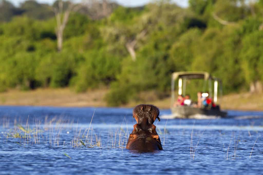 Hippo in the Linyanti River on a boating safari