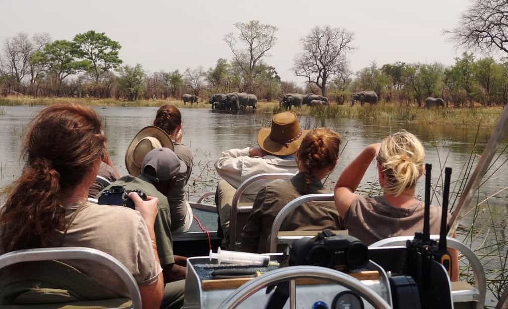 Game viewing from one of the 2 specially modified boats.  Game in the area includes excellent elephant, hippo, buffalo, lion, leopard, cheetah and wild dog as well as all the plains game