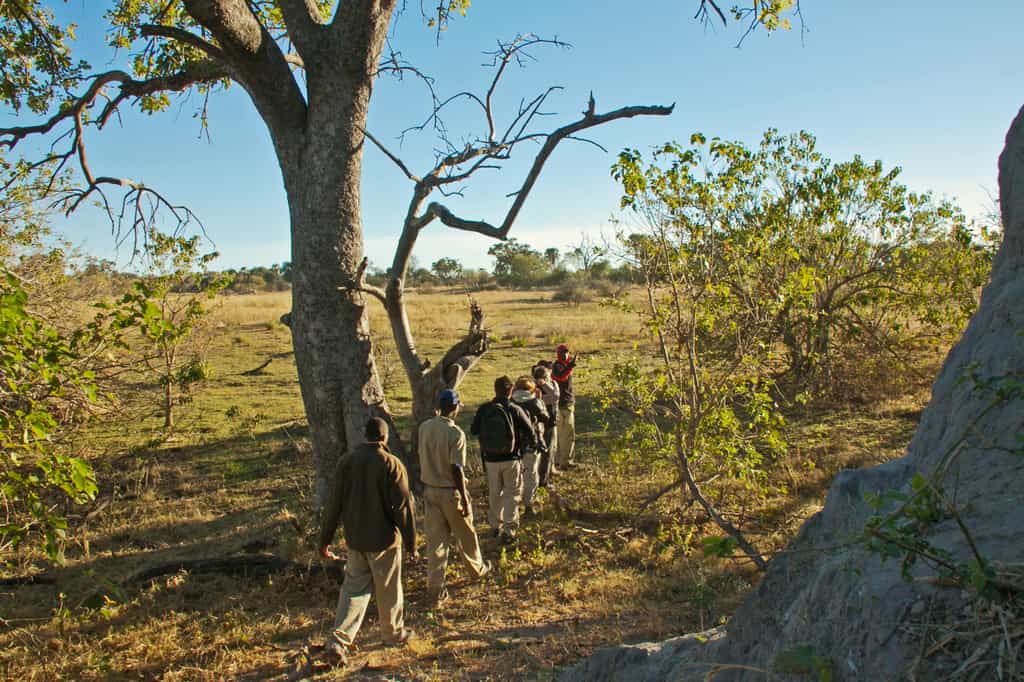Daily walks with your own professional guide