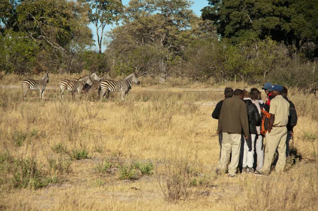 Enjoy viewing the okavango wildlife on foot
