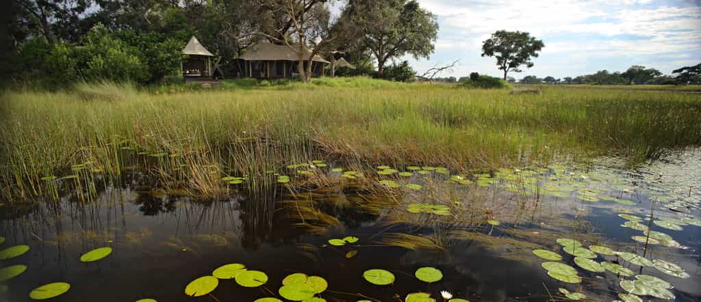 A combination of canvas and bleached timber, taking inspiration from the water lily