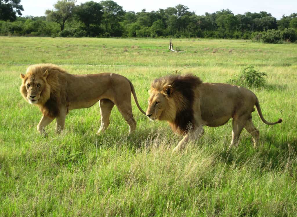A coalition of male lions in Moremi