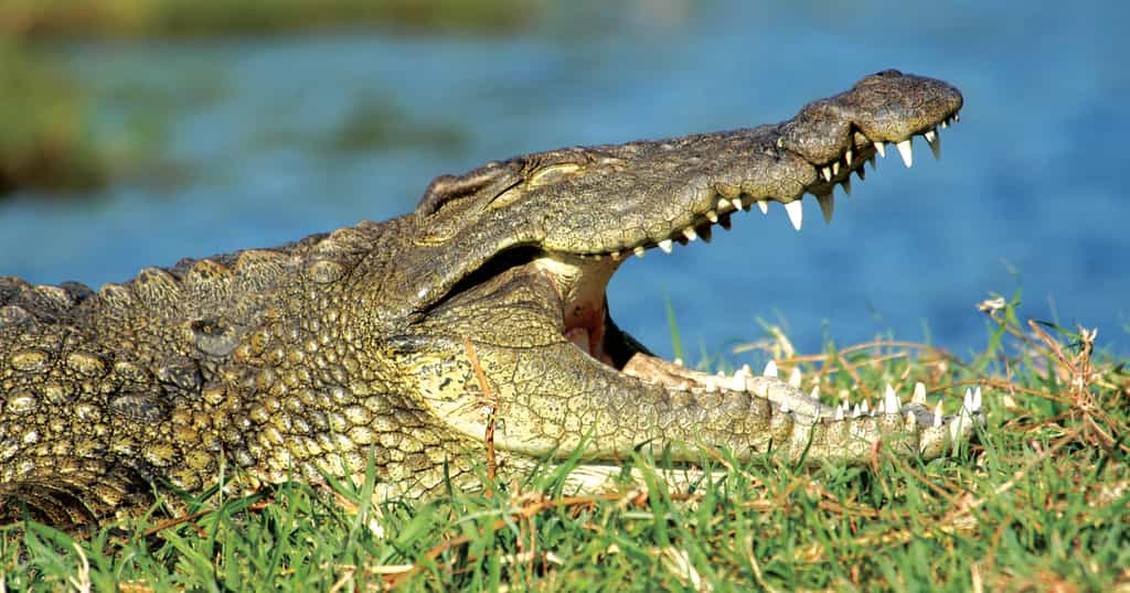 Crocodile in the Okavango Delta