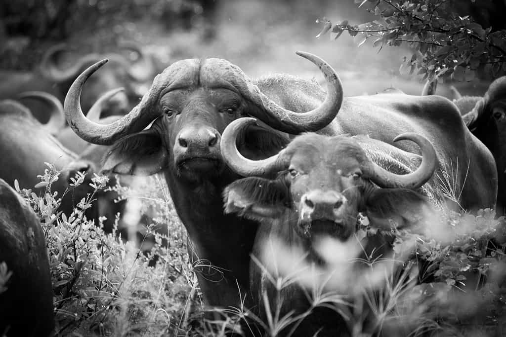 Buffalo stare through the thicket