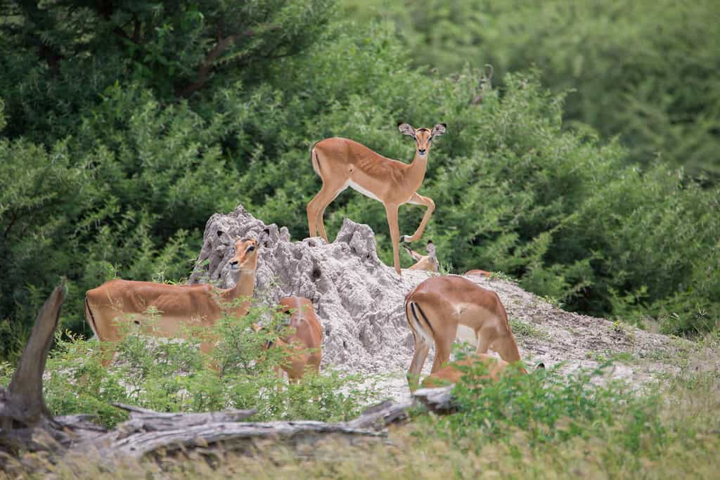 Impala on a termite mound