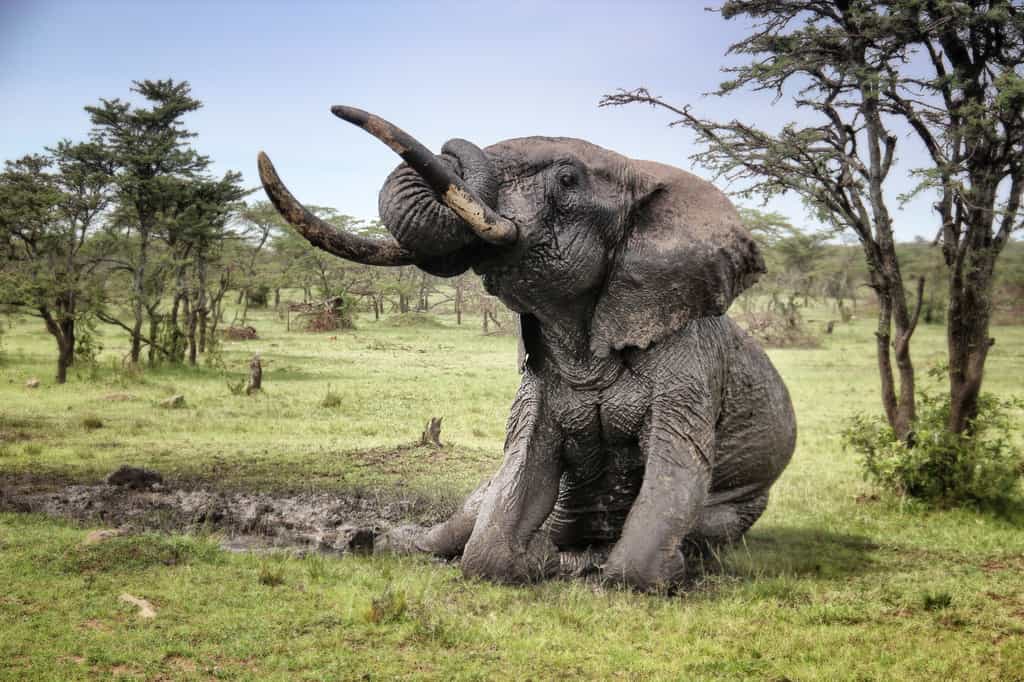 Elephant mud bath