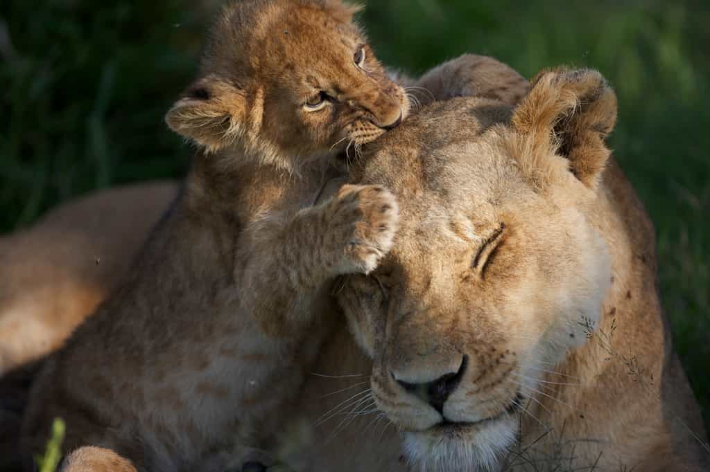 Lion cubs