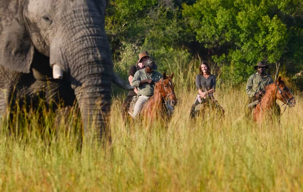 Riding with elephants with African Horseback Safaris in the Okavango Delta