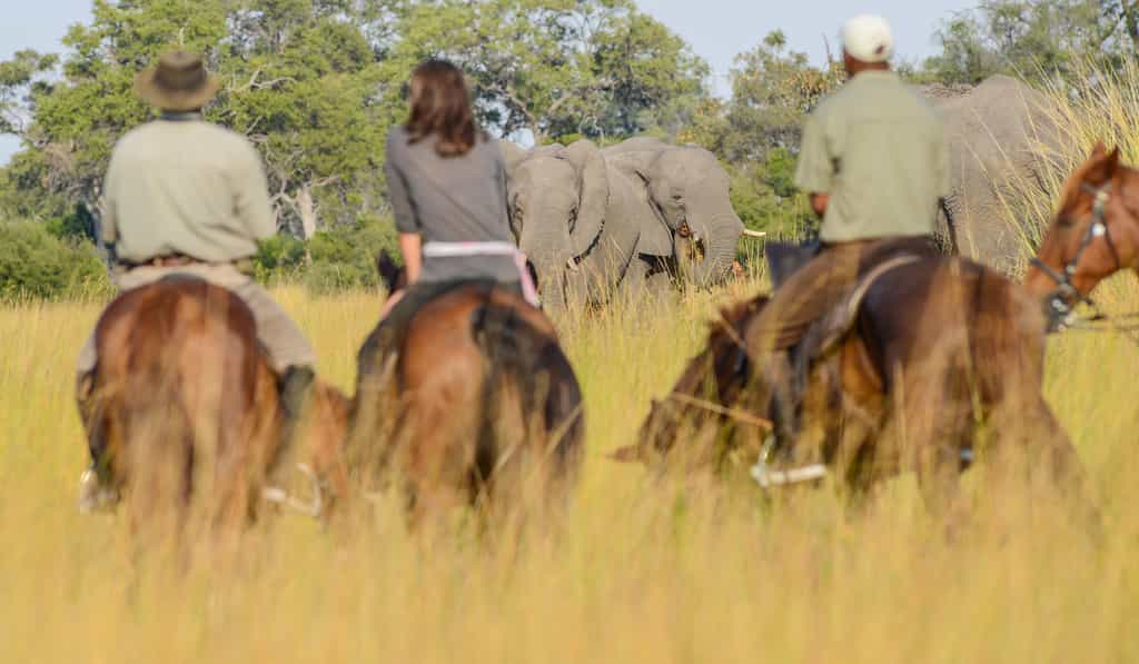 Quietly observing these gentle giants from horseback
