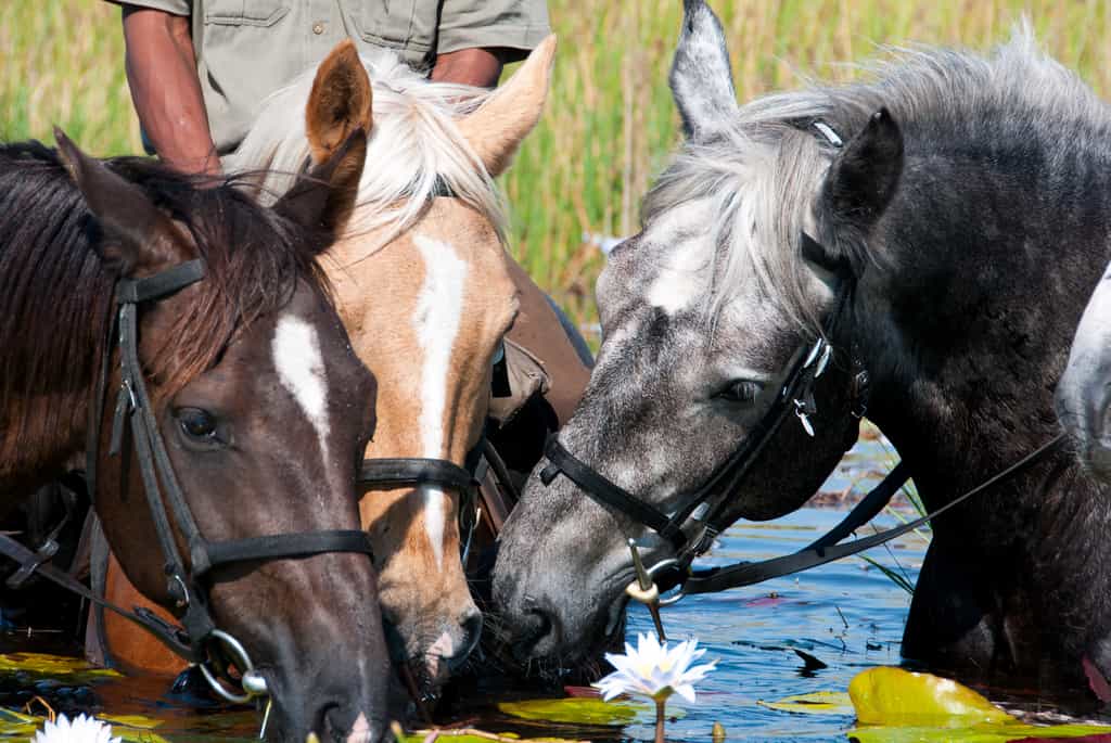 Xigera, Dune and Mambo enjoying the water lilies 
