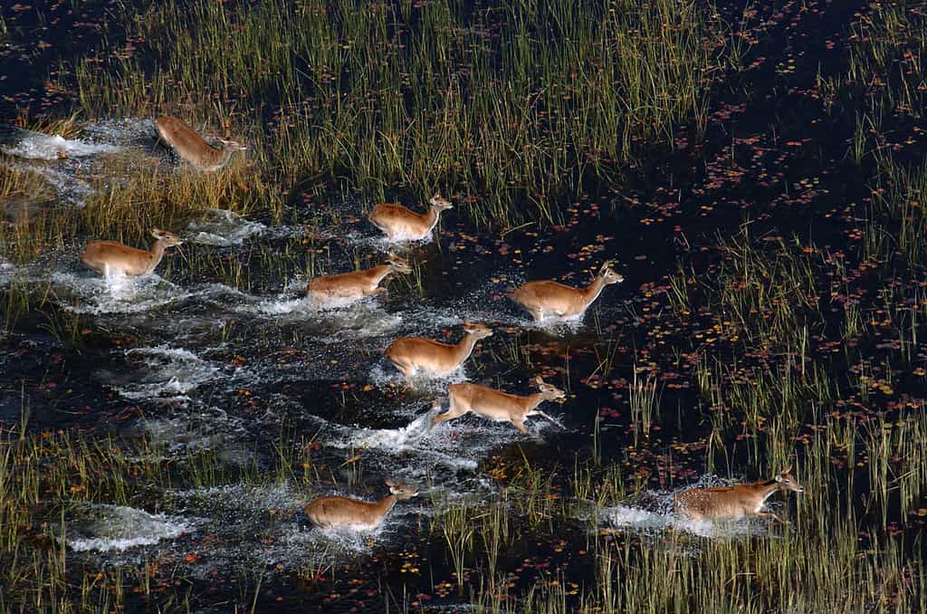 Red lechwe splashing through a floodplain