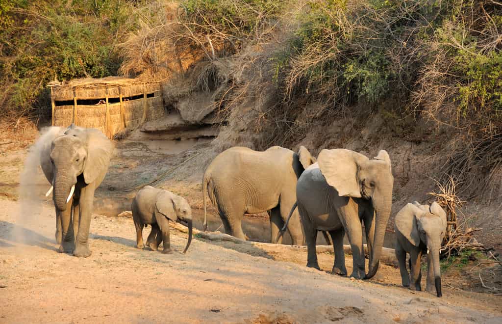 Mwamba is lucky enough to have its own hide right in camp for some amazing viewing