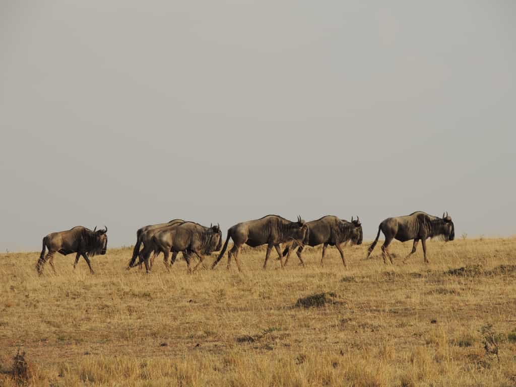 these animals down our view as far as our eyes can see