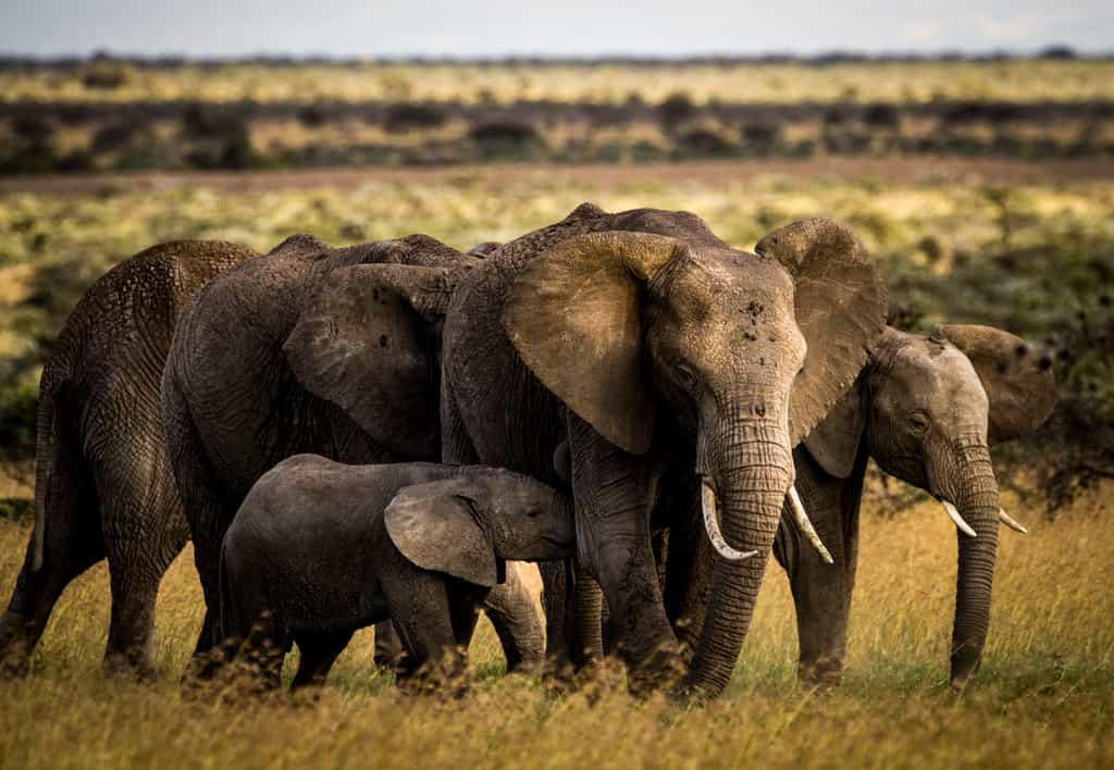 Elephant herd