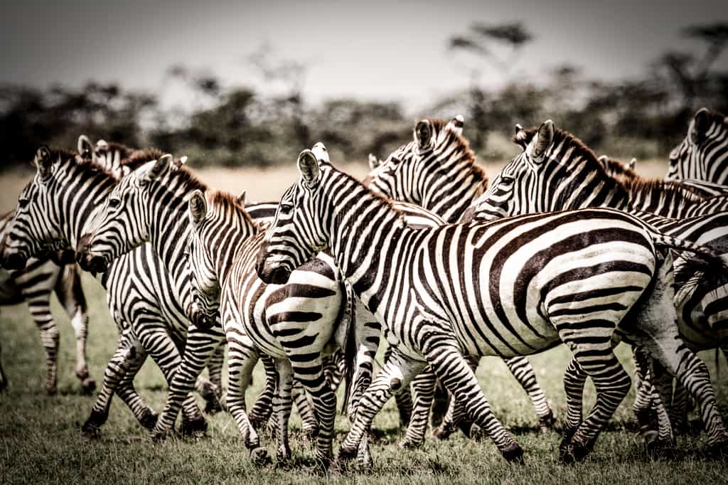 Zebra herd