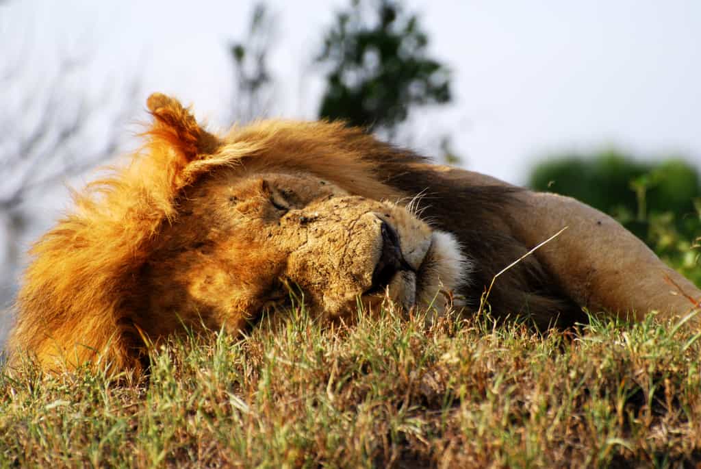  Un lion particulièrement paresseux.