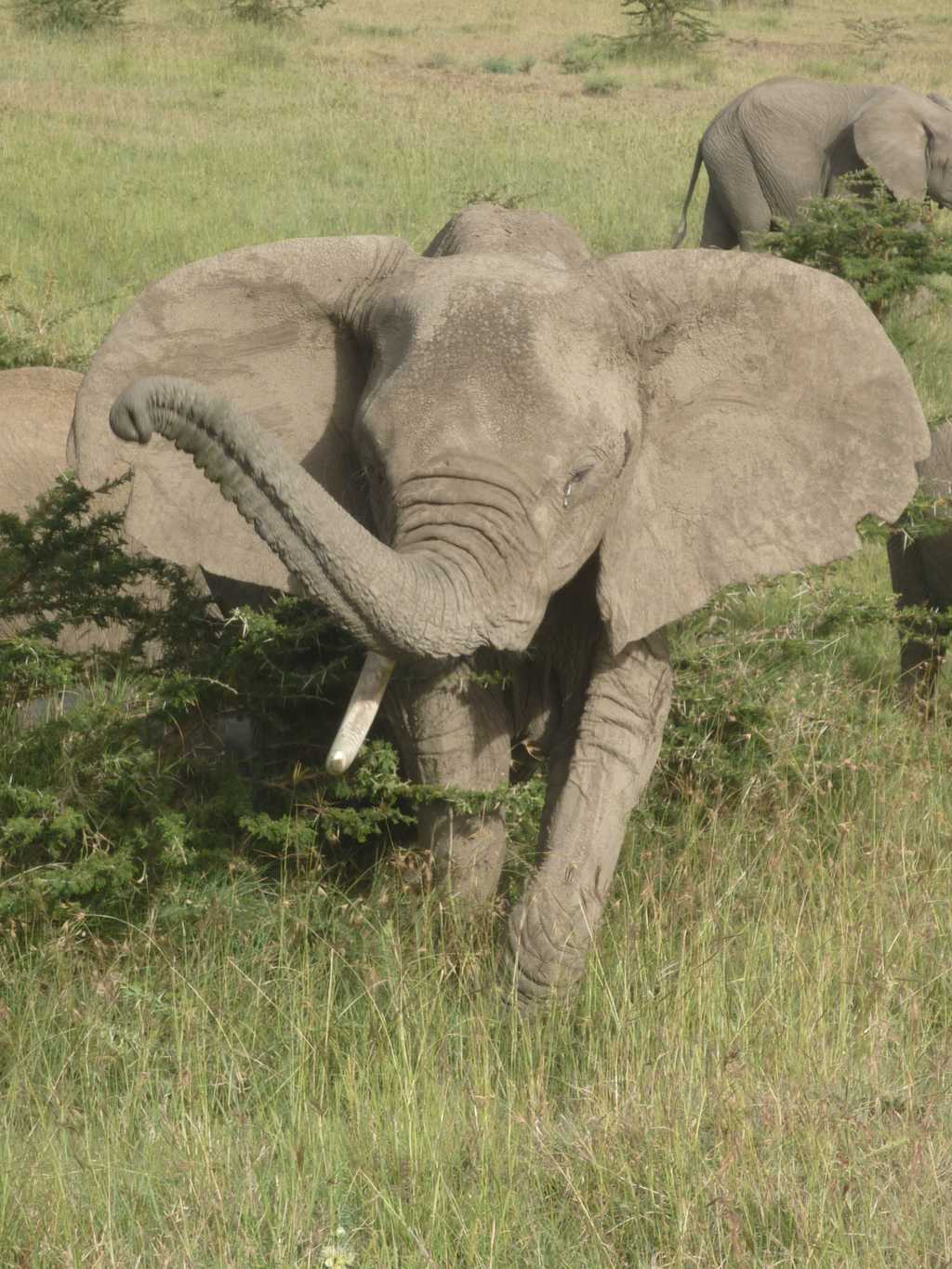 Some of what you can expect to see at Mara West.