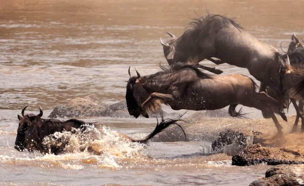 Masai Mara Wildebeest Migration