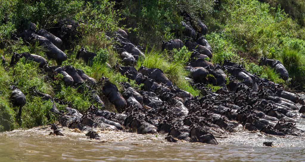Wildebeest Migration Crossing Point