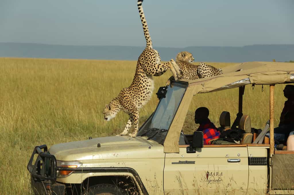 Our Game Drive Vehicle