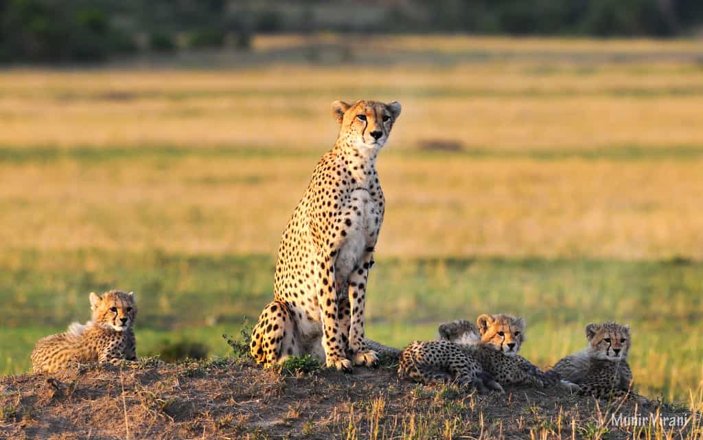 Masai Mara Cheeter