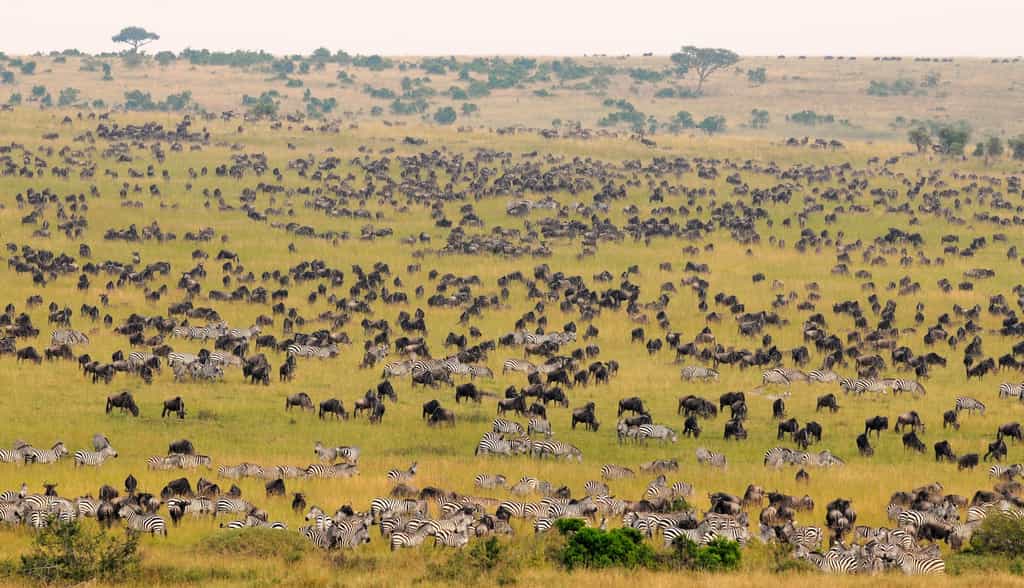 Masai Mara Wildebeest Migration