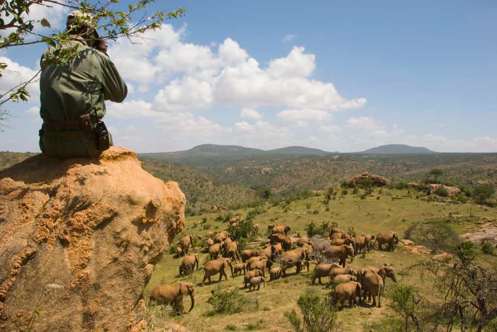 Elephant viewing