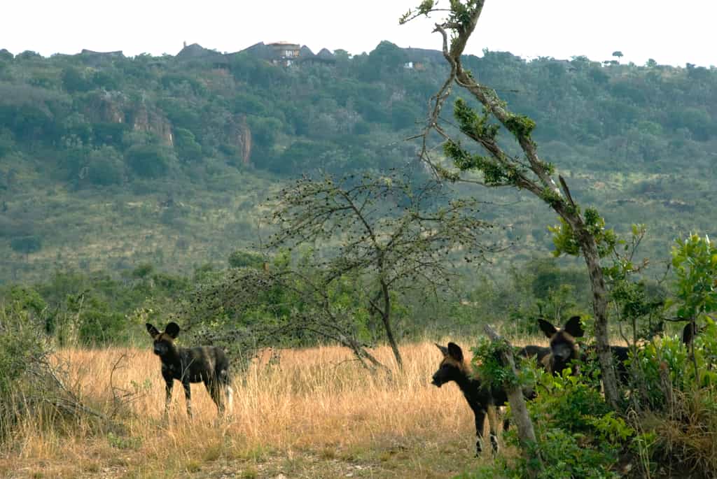 Wild Dog at Ol Malo