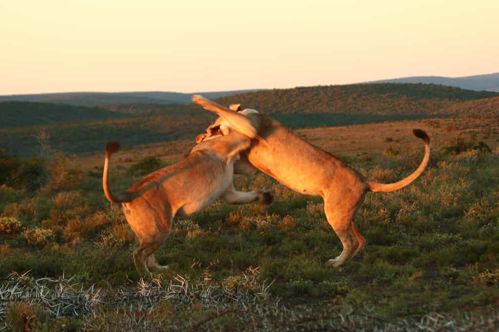 Wildlife has the freedom to roam the expanse of the reserve