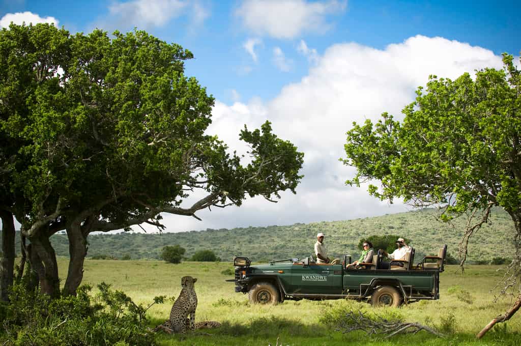 Twice daily game drives and nature walks are on offer