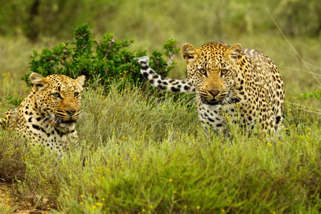 Kwandwe offers excellent sightings of these elusive and regal creatures